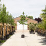 Amberboom (Liquidambar styraciflua)